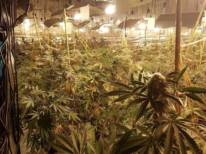 As cannabis increases in popularity, so do risks at grow facilities